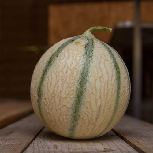 Melon