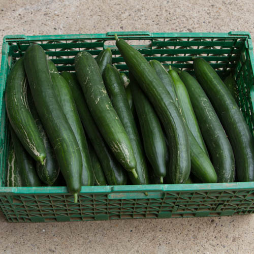Courgettes