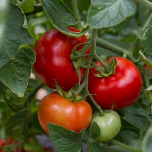 Tomate