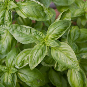 Basilic
