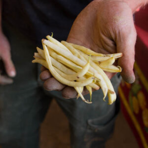 Haricots