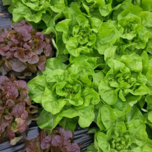 Salade