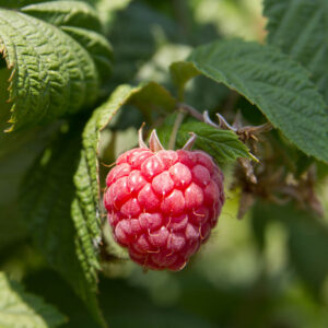 Framboise