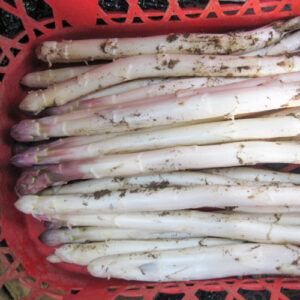 Asperge